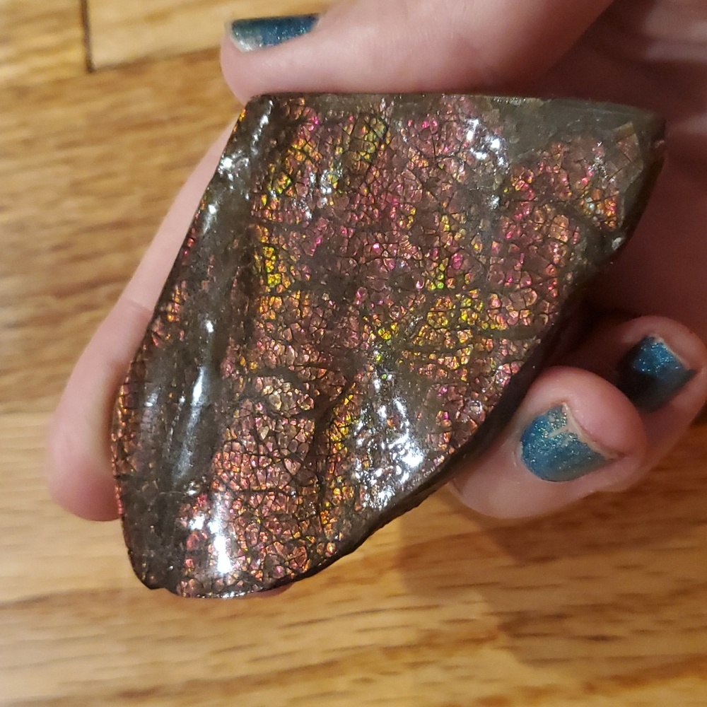 Ammolite fossil lot - Picture 4 of 12
